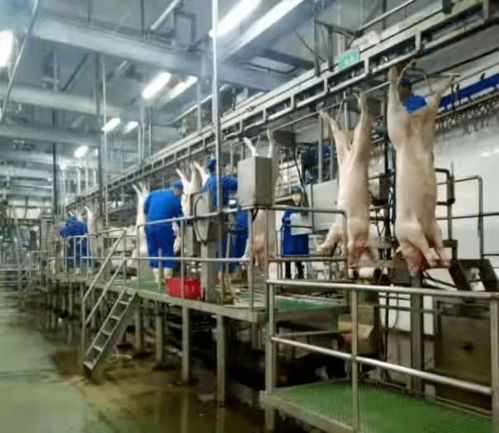 湖州南潯華統成功創建全國生豬屠宰標準化示范廠
